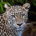 slides/_MG_4673.jpg wildlife, feline, big cat, cat, predator, fur, spot, persian, leopard, eye WBCS13 - Persian Leopard